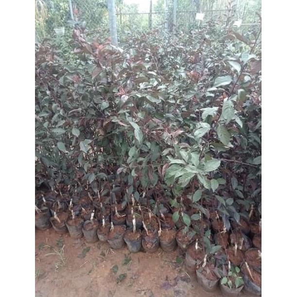 Cây mận đỏ Úc