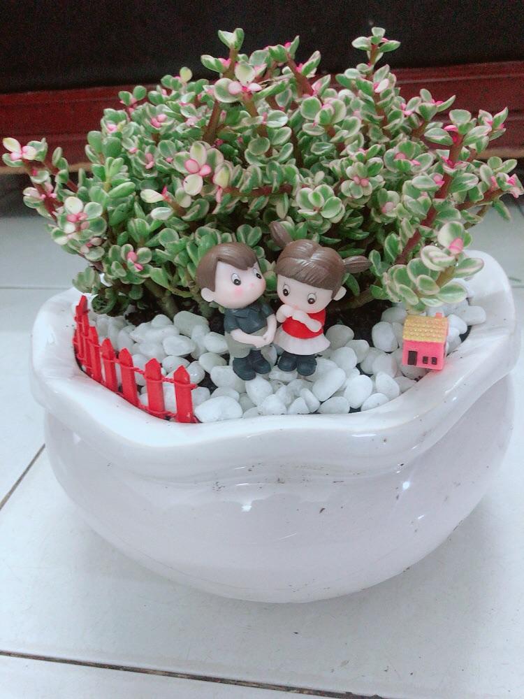 Chậu Cây Cành Vàng Lá Ngọc