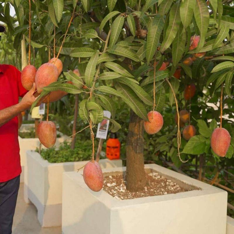 Cây giống xoài đỏ Nhật Bản ghép trồng chậu