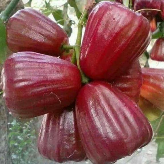 Giống mận đỏ an phước