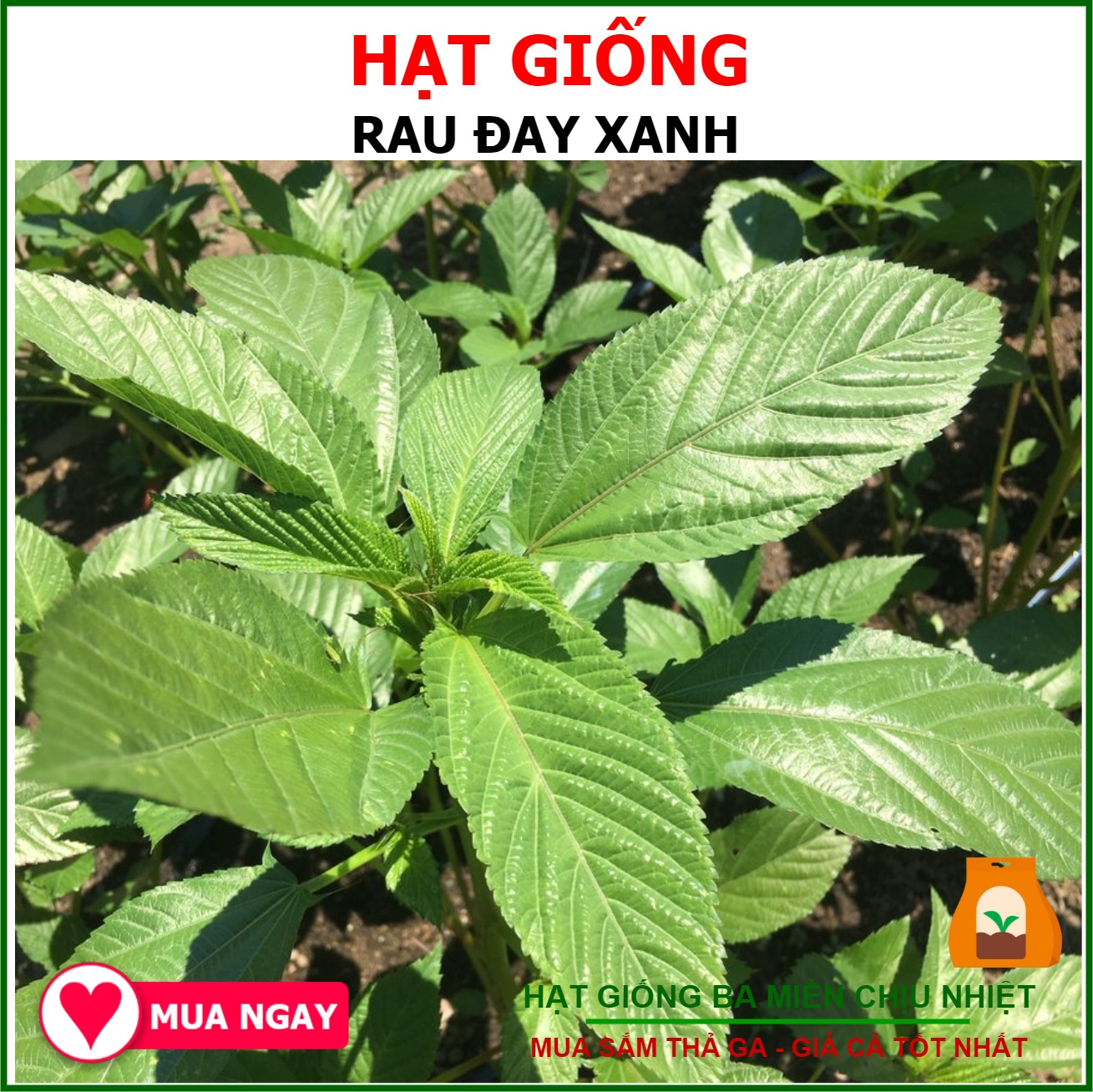 Hạt Giống Rau Đay Xanh Thu Hoạch Nhiều Lần Gói 20gram