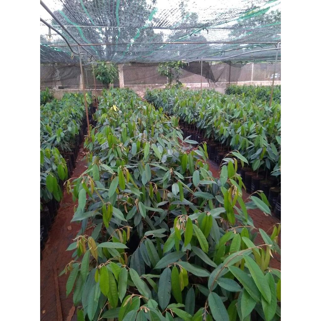 Cây giống sầu riêng chuồng bò