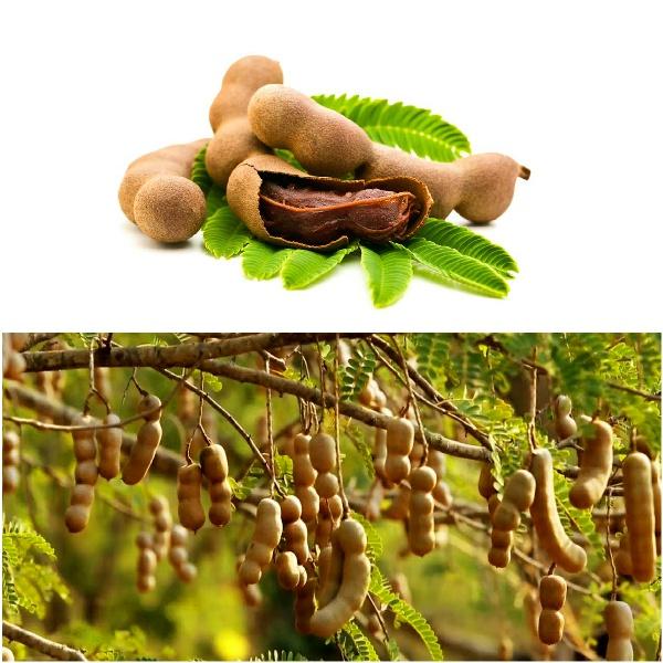 Cây Me Thái giống .