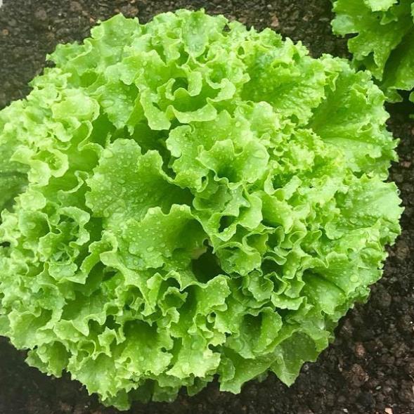 Hạt Giống Xà Lách Xoăn Xanh F1+ 700g phân thỏ hữu cơ