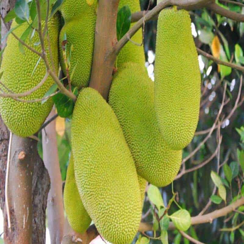 Cây giống mít dài Malaysia cho trái to dài,múi dai, ăn ngọt.