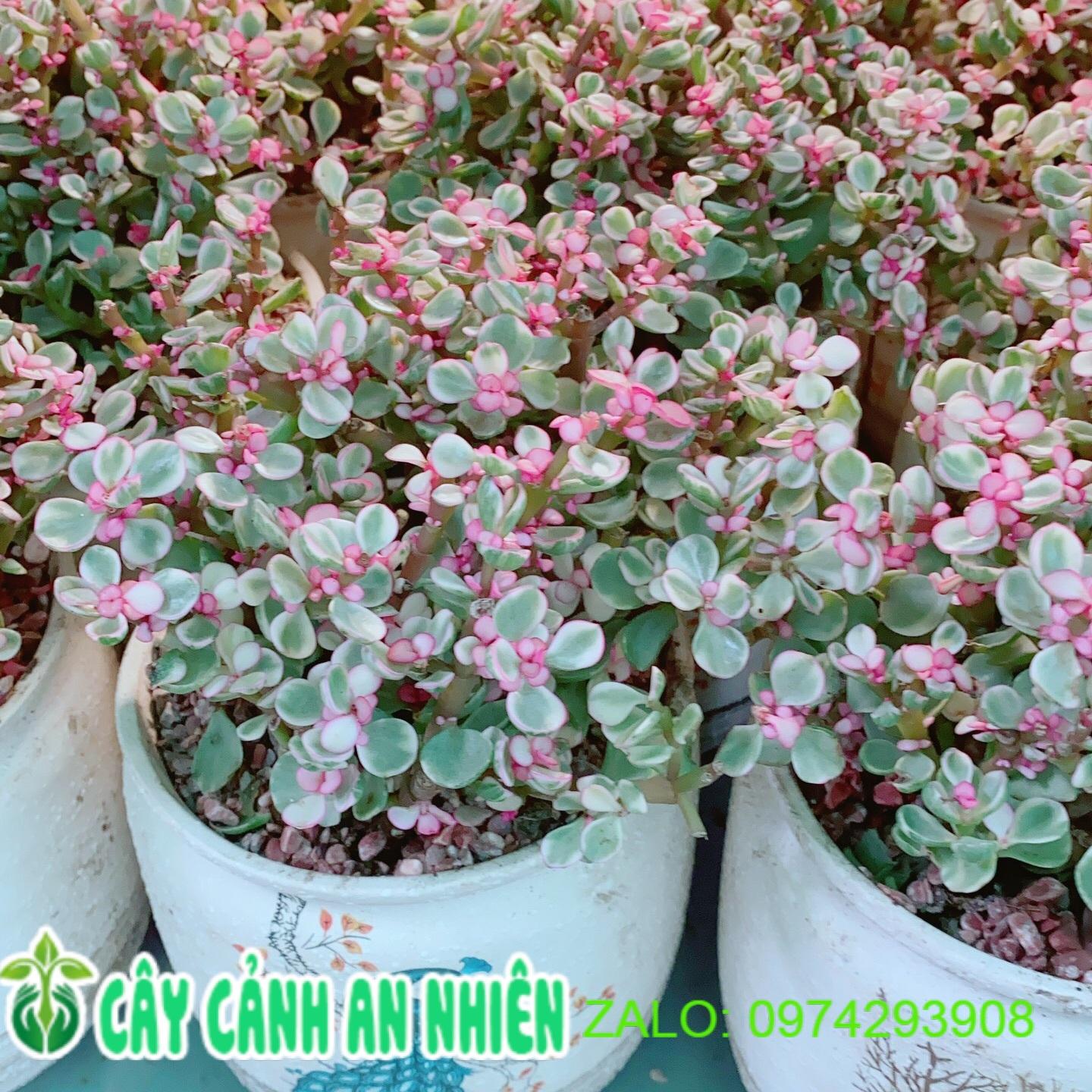 Chậu Cây Cành Vàng Lá Ngọc