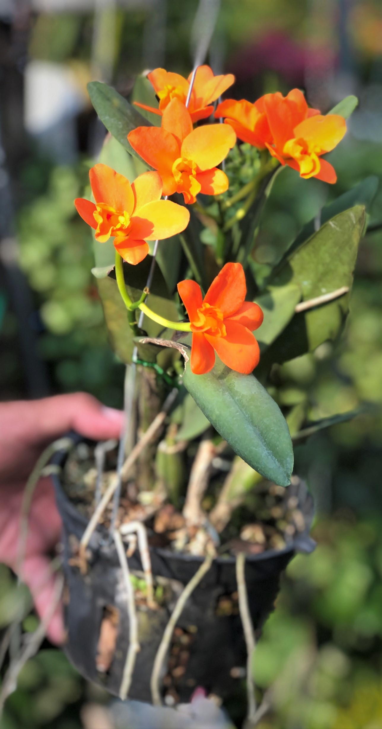 Chậu hoa lan cattleya hoa màu hồng