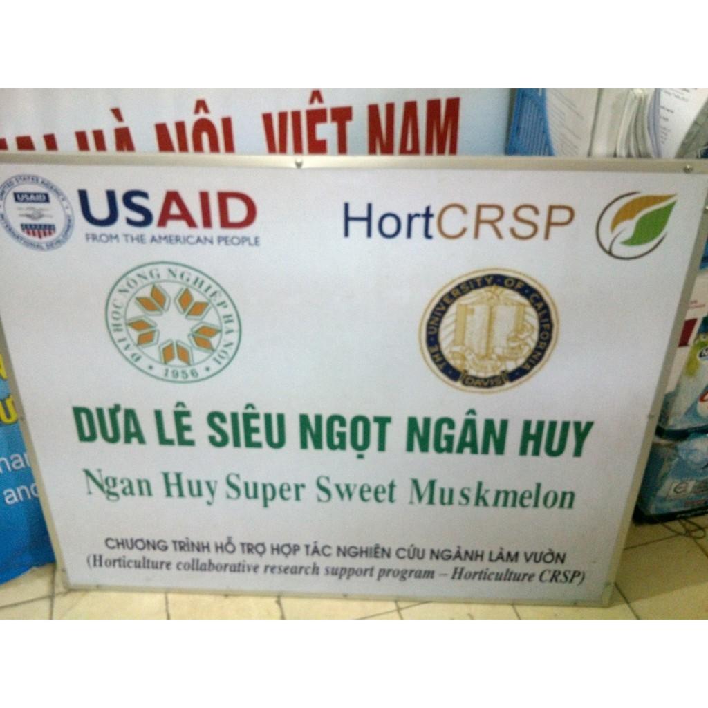 Hạt Giống Dưa Lê Siêu Ngọt Vỏ Trắng Ngân Huy F1