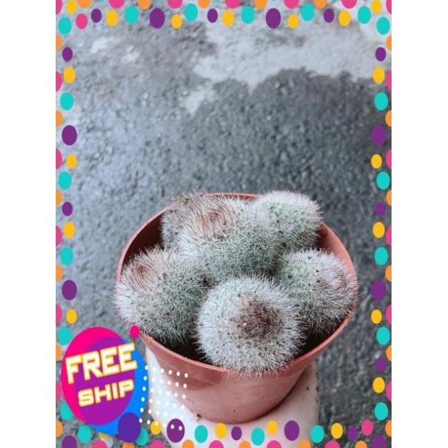 Xương Rồng Bụi