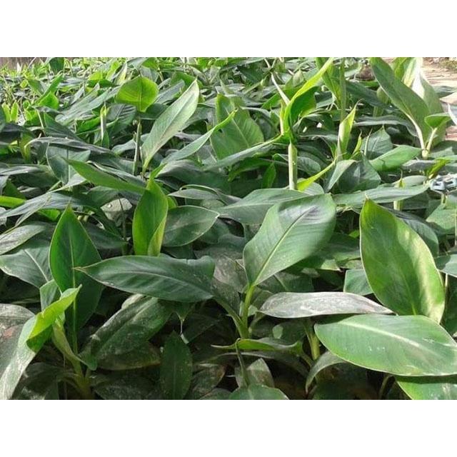 CÂY GIỐNG CHUỐI TÍM CẤY MÔ F1
