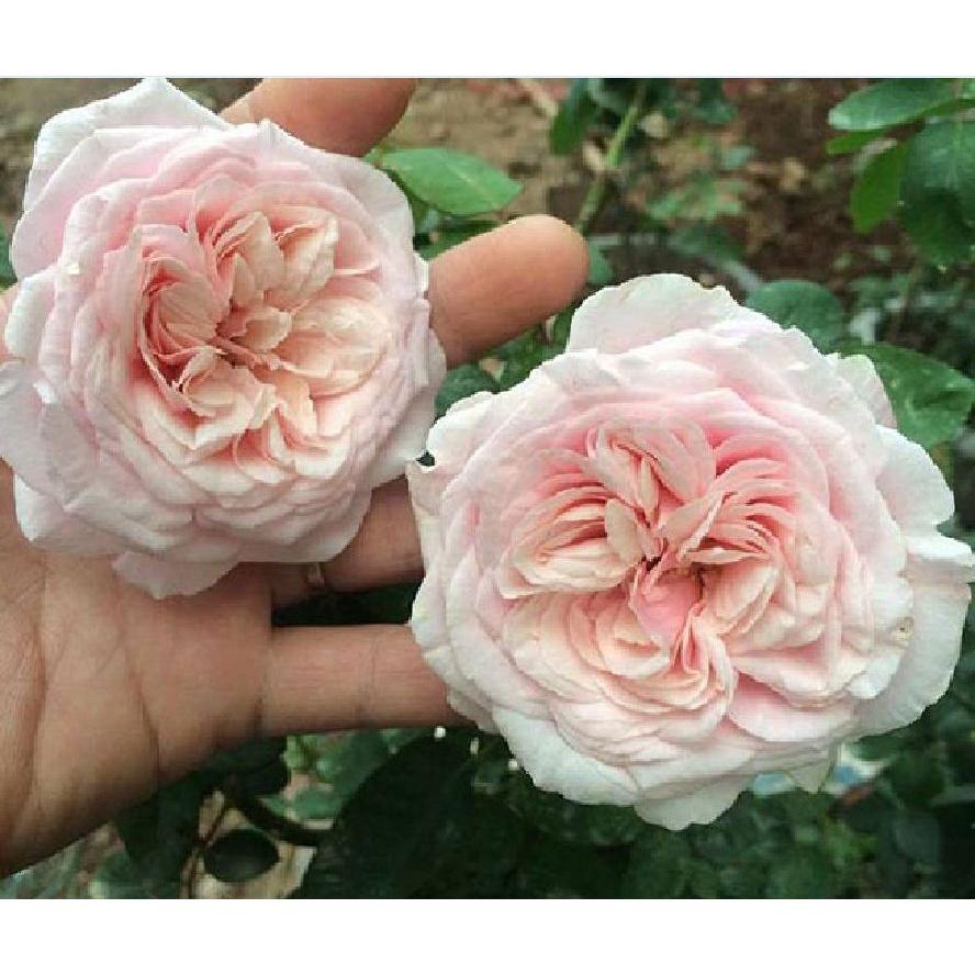 Hạt giống hoa hồng vân khôi dể trồng f1-1 gói 20 hạt-tặng kèm gói kích mầm