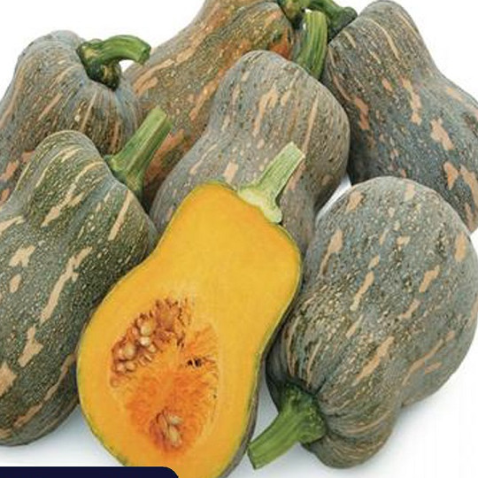 Hạt giống Bí Đỏ Hồ Lô - Nông Sản Vàng