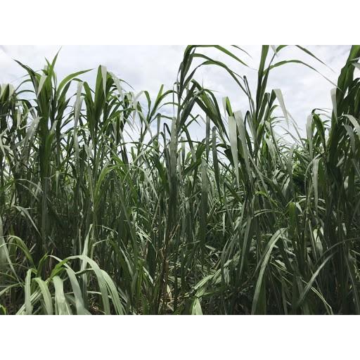 5 Loại Hạt Giống Cỏ Chăn Nuôi - Hạt Cỏ Voi, Alfalfa Linh Lăng, Paspalum,Mombasa Ghine, Yến Mạch