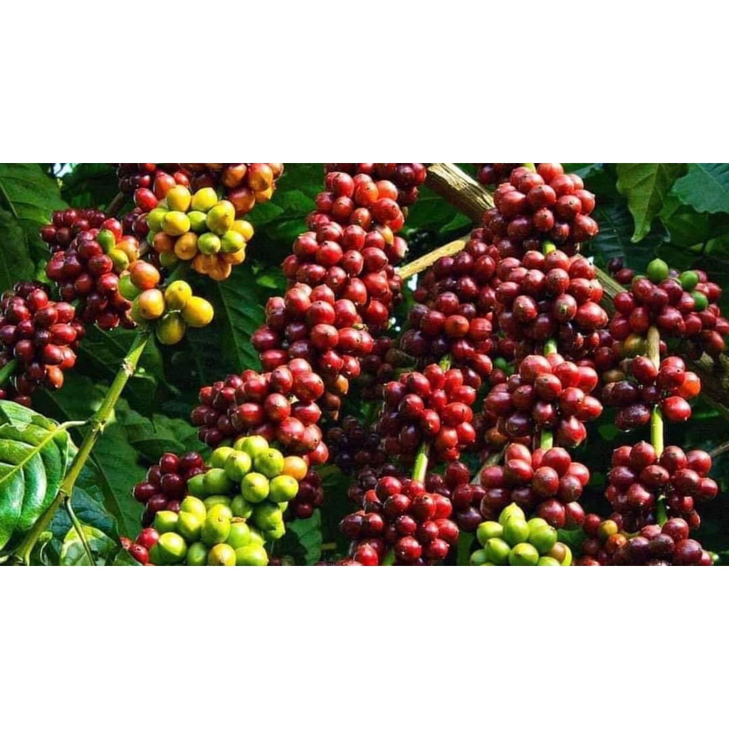 Cây giống cà phê