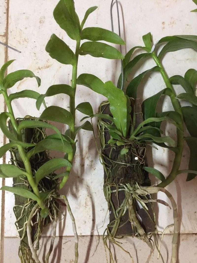 Chậu Lan phi điệp 5 CÁNH HỒNG THIÊN LÔI