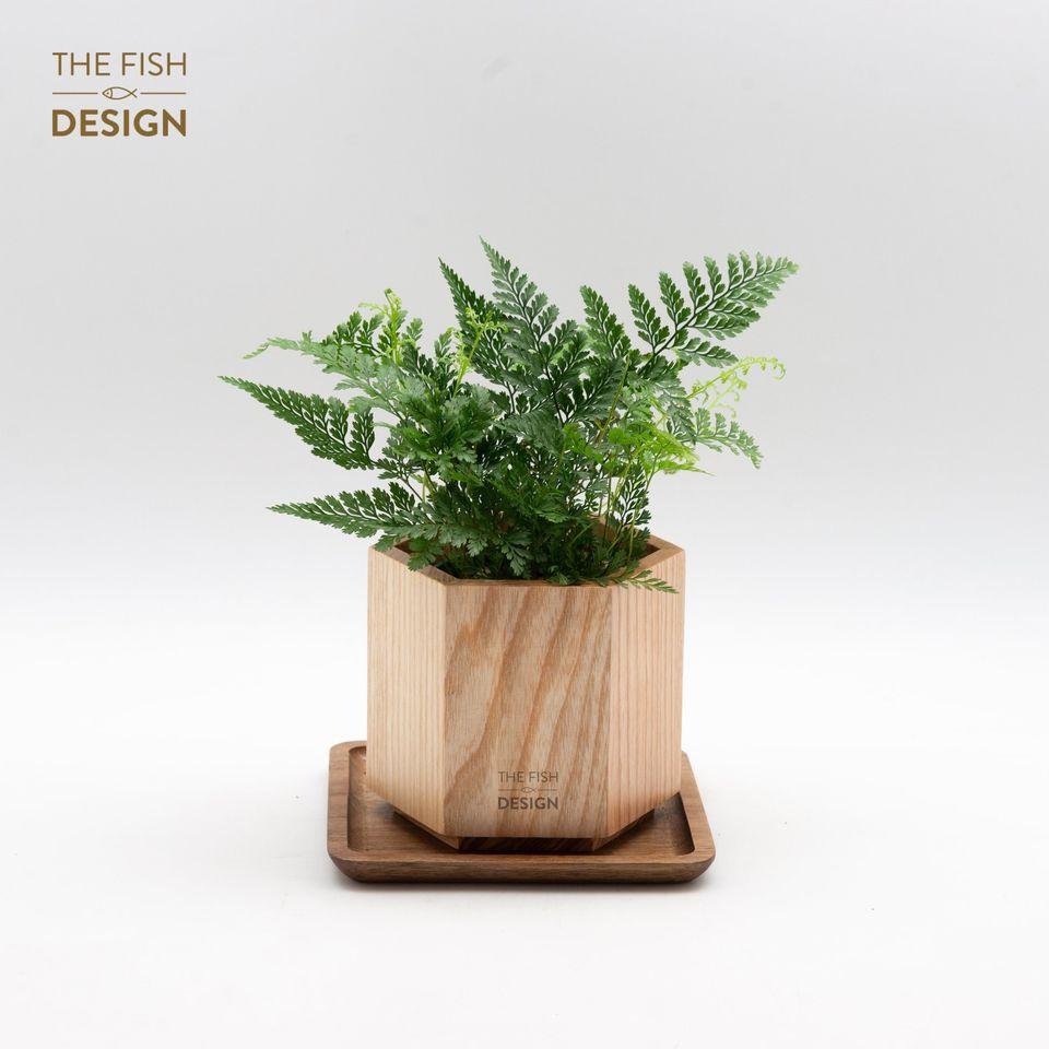 Chậu Cây Dương Xỉ | THE FISH DESIGN size M