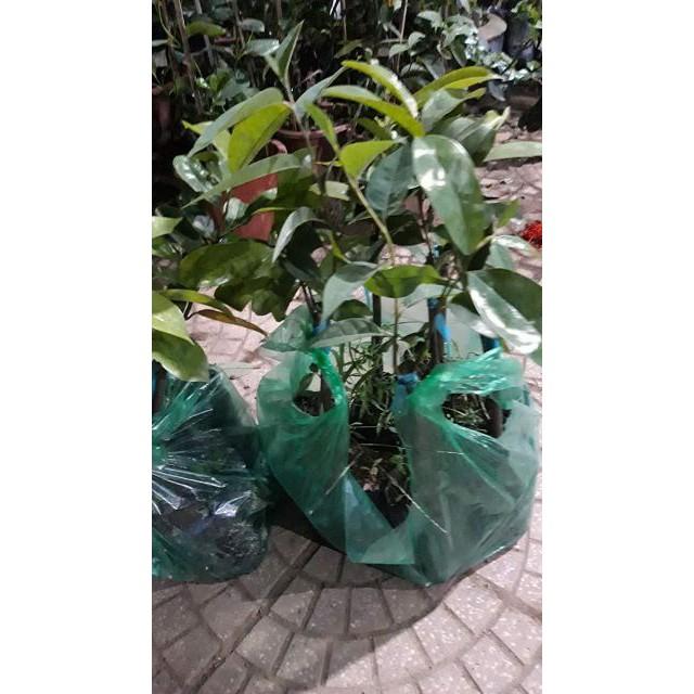 Sản phẩm CÂY MÃNG CẦU XIÊM GHÉP