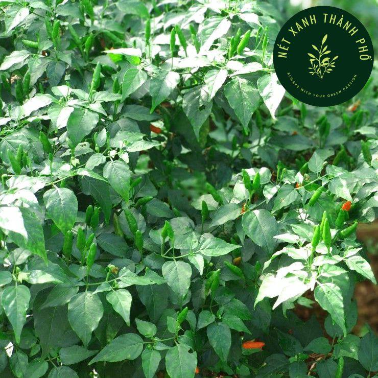 Hạt giống Ớt Xiêm 0,2g
