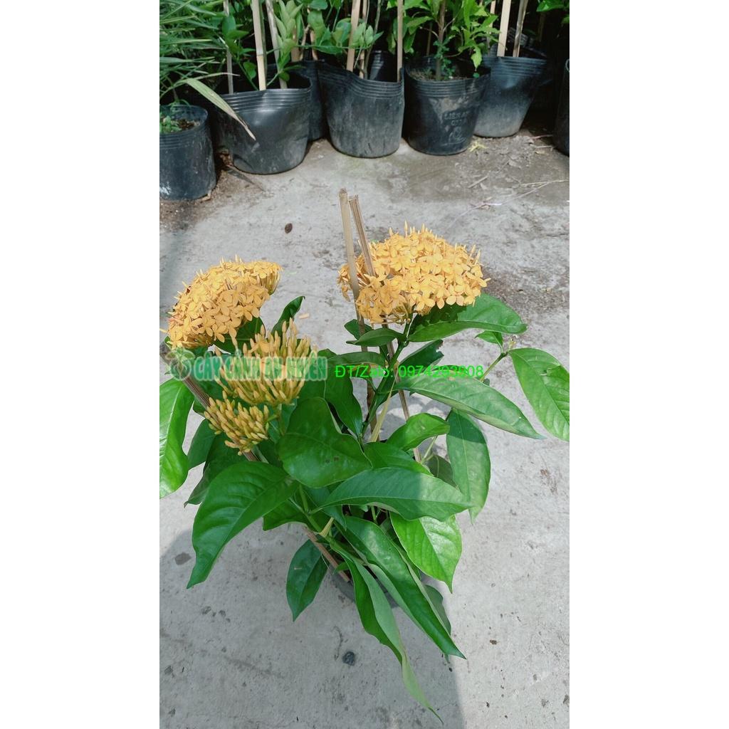 Cây Hoa Trang Mỹ Màu Vàng