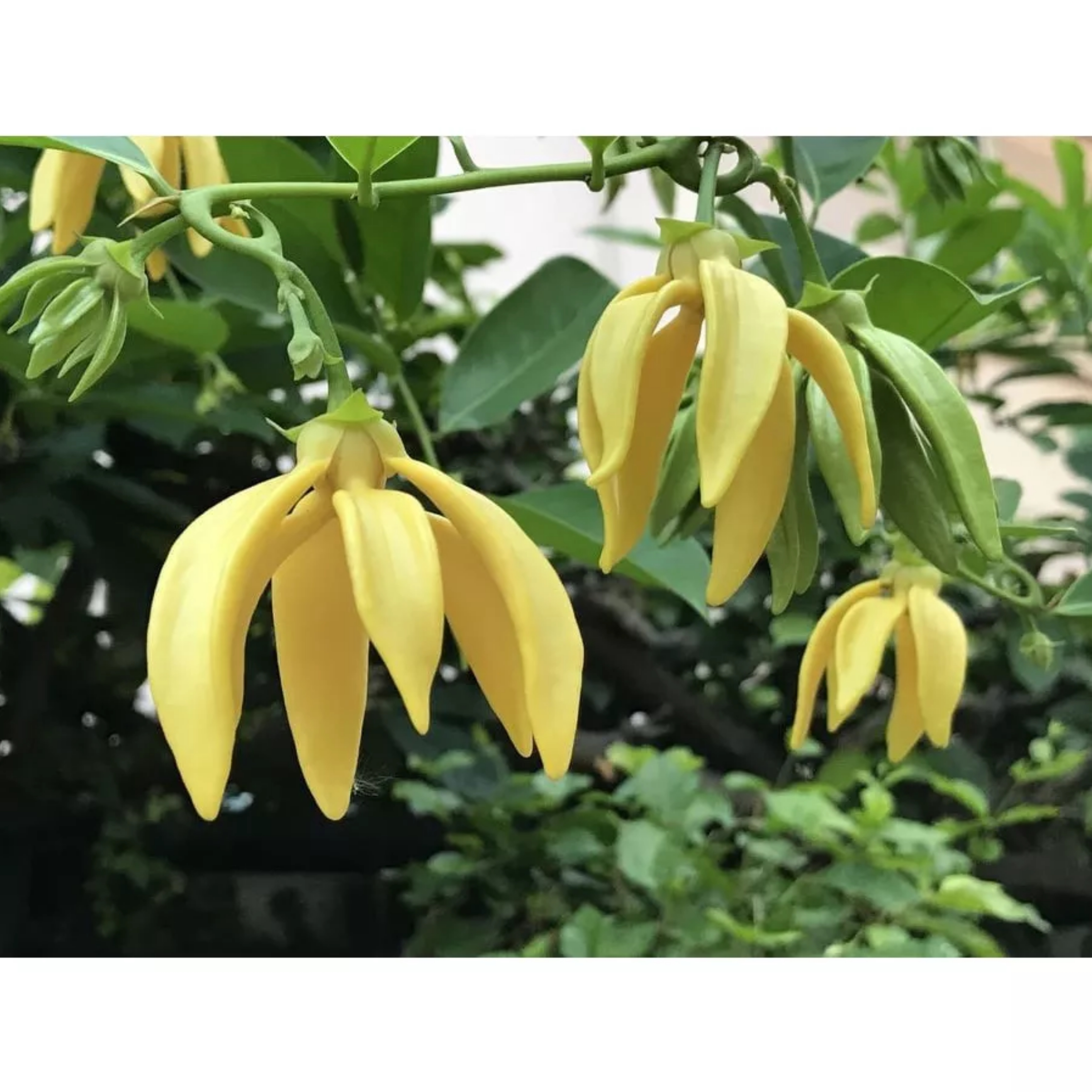 Cây hoa dẻ thơm hay cây hoa móng rồng