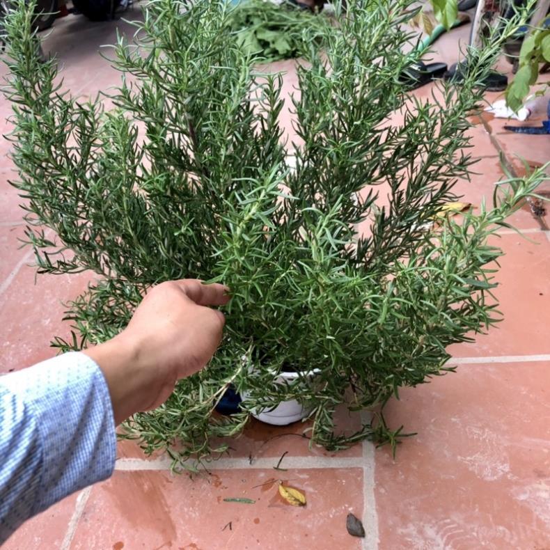 Cây hương thảo size đại -rosemary - cây gia vị với hương thơm dịu nhẹ, vừa đuổi muỗi lại giúp thư giãn