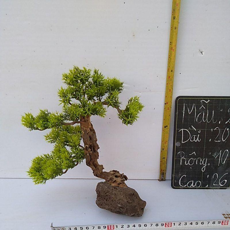 Bonsai bể cá cảnh