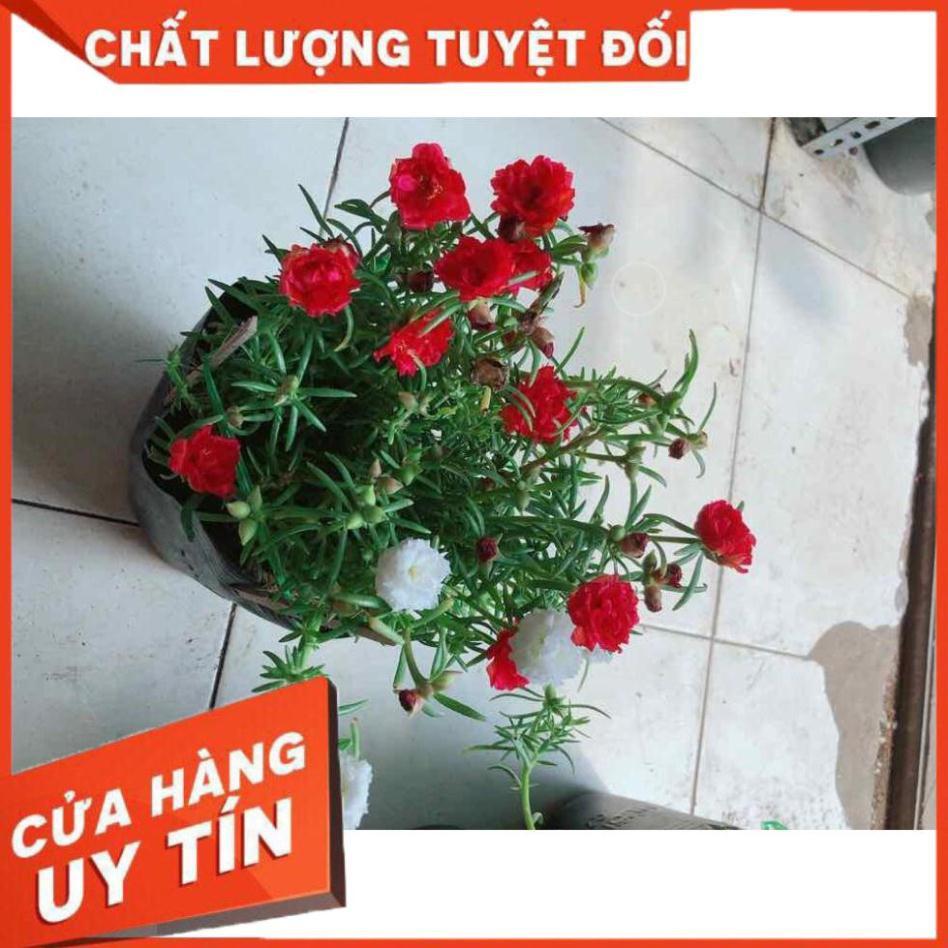 Hoa mười giờ mỹ Nhiều Người Mua