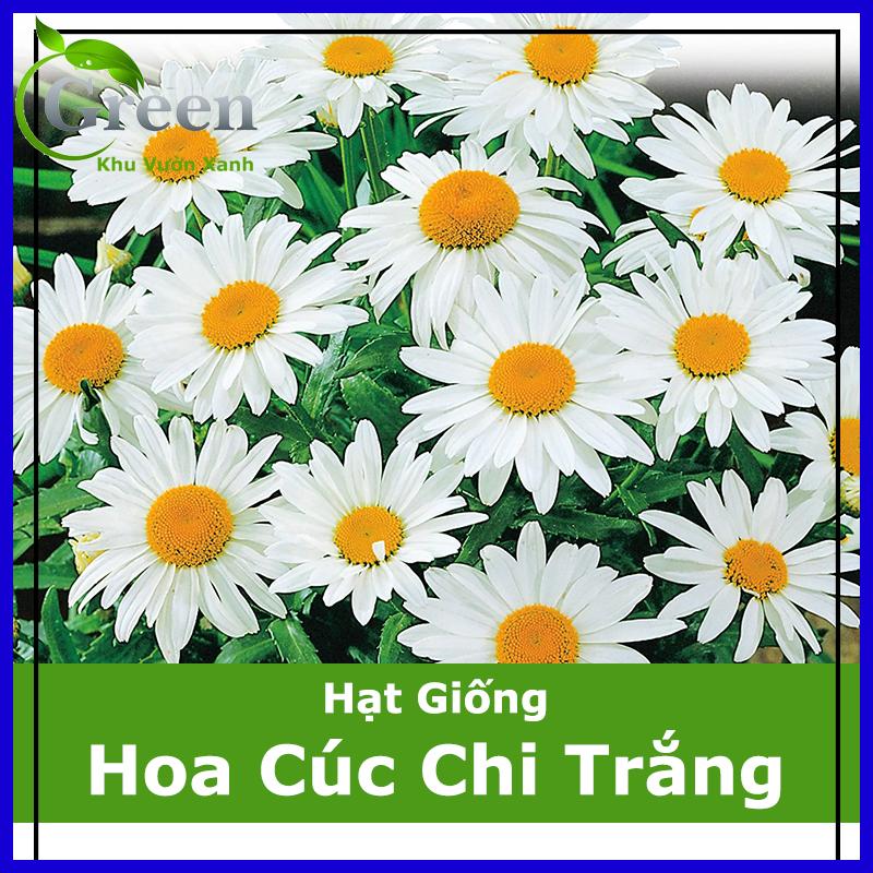 Hạt Giống Hoa Cúc Chi Trắng Shasta