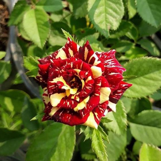Bộ 3 Gói Hạt giống hoa hồng nhiều màu - Gói 20 hạt- tặng kèm 1 gói kích mầm