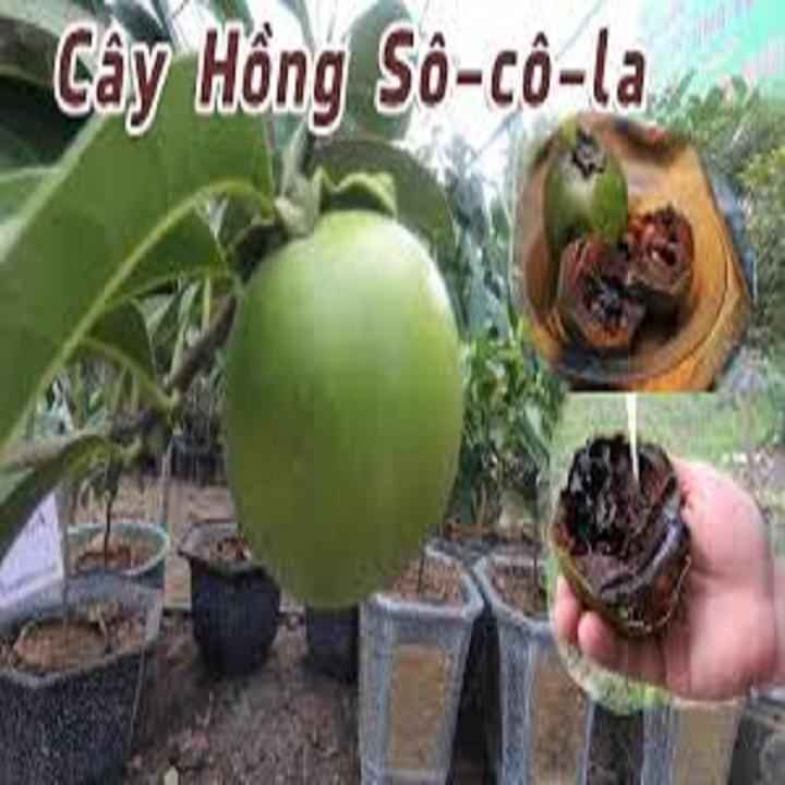 CÂY GIỐNG HỒNG ĐEN SOCOLA NHIỆT ĐỚI SIÊU NGON, CAM KẾT CHUẨN GIỐNG F1
