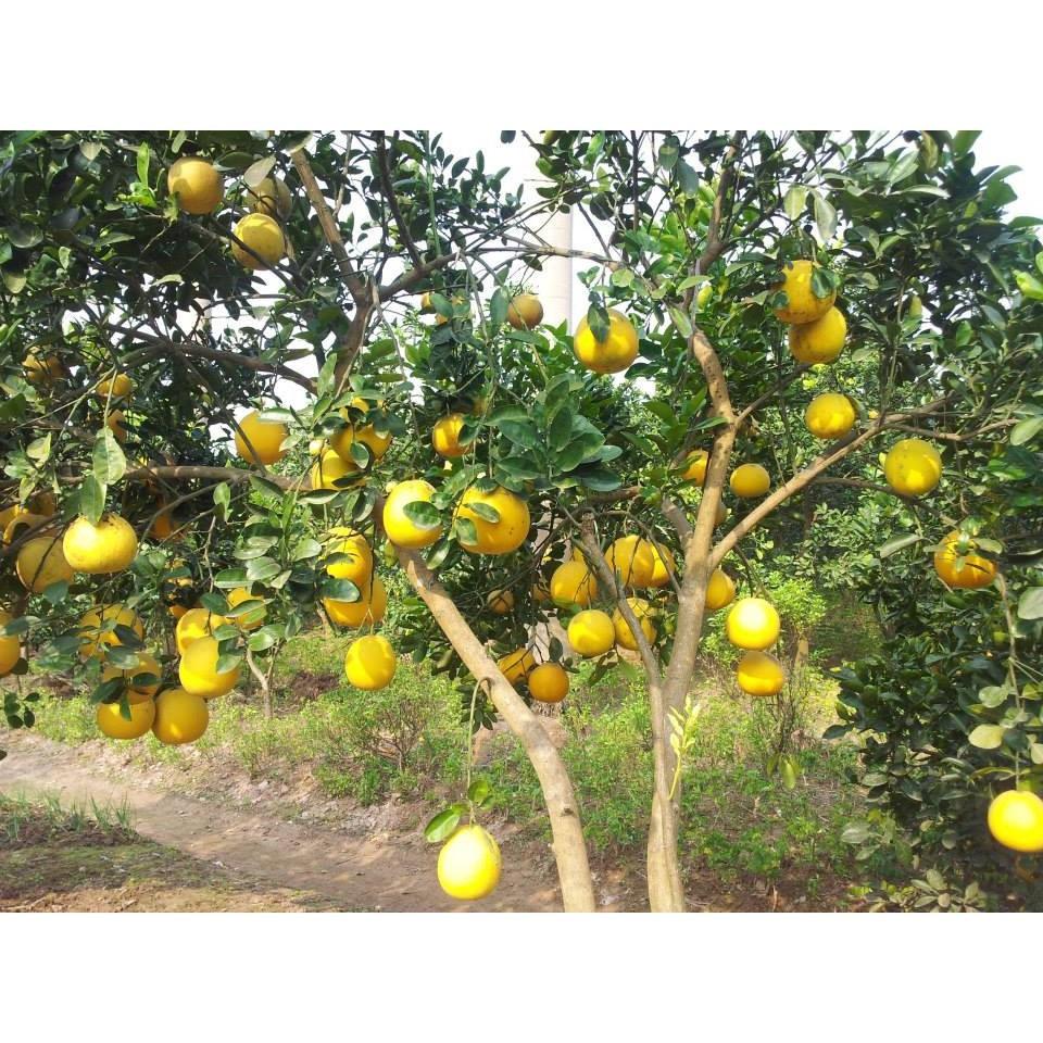 CÂY GIỐNG BƯỞI ĐỎ TÂN LẠC