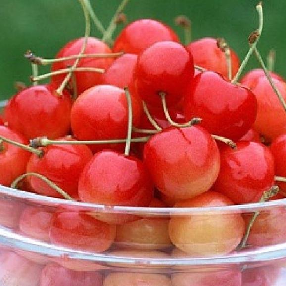 Hạt giống cây ăn trái cherry nhiệt đới,giống chuẩn f1 -1 gói 10 hạt-cr