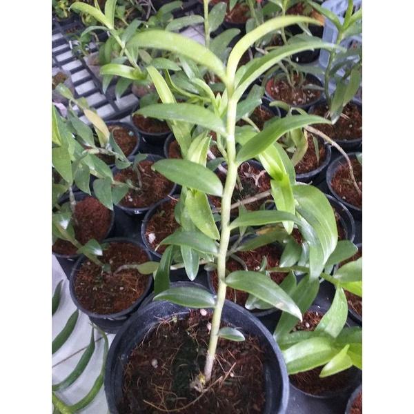 Hoa phong lan - giả hạc hồng mỹ nhân
