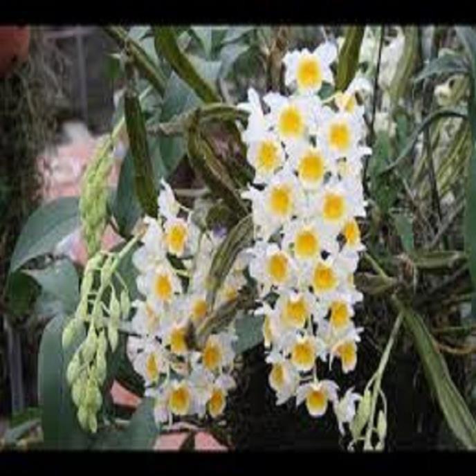 Hoa lan kiều tím- kiều thuỷ tiên