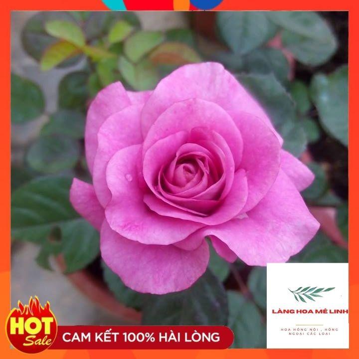 Hoa Hồng Tezza Tím – Hoa hồng bụi nhiệt đới căng tràn sức sống