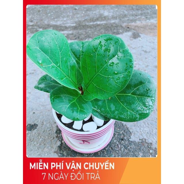 Chậu Bàng Singapore