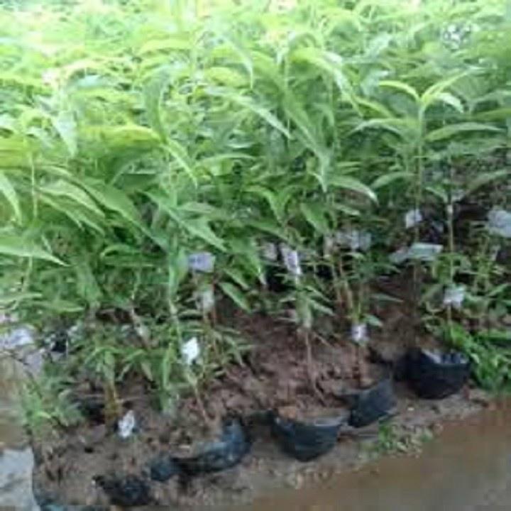 CÂY GIỐNG ĂN QUẢ CÂY ĐÀO MỎ QUẠ