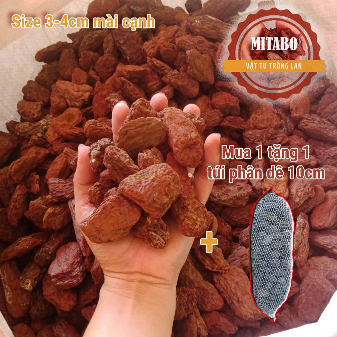 5kg vỏ thông kích thước 3-4cm mài cạnh tròn đẹp