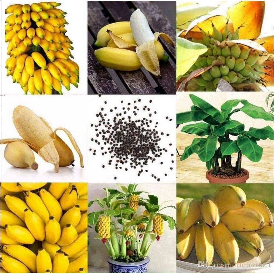 Cây Giống Chuối Mini