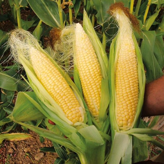 HẠT GIỐNG NGÔ NGỌT LAI 50gr - bắp to đẹp, kháng sâu bệnh