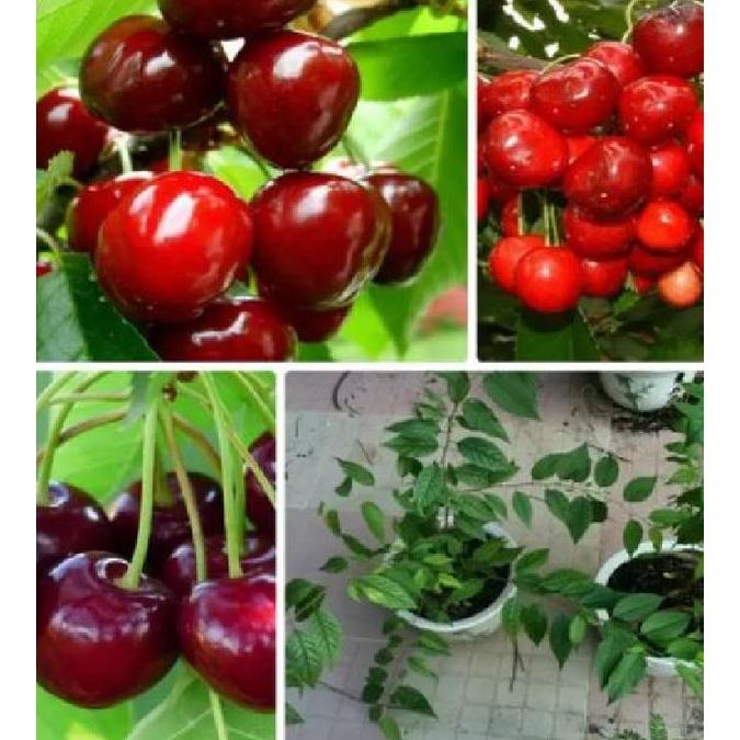 Hạt giống cây ăn trái cherry - Gói 10 hạt Tặng gói kích thích hạt nảy mầm