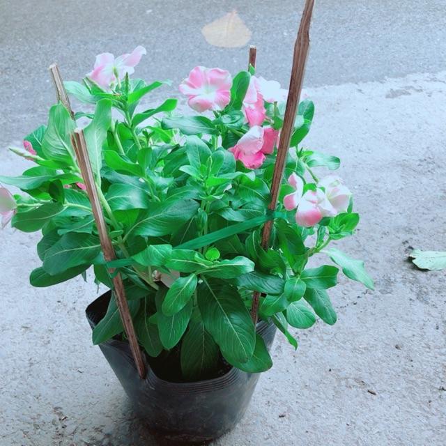 Hoa Dừa Cạn Hồng