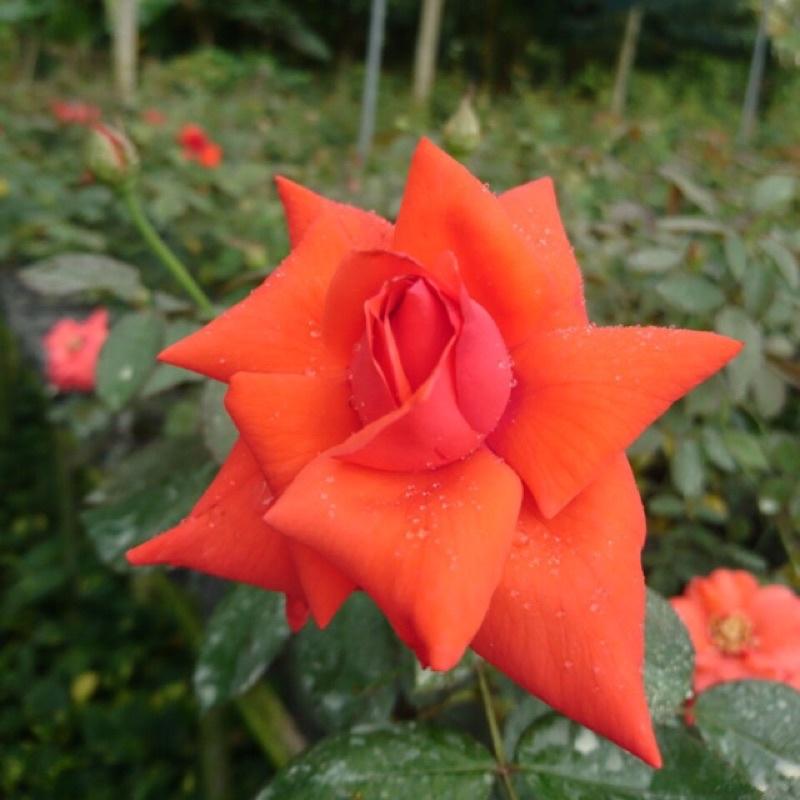 Hoa hồng cổ Tàu đỏ cam  - hoa to, siêng hoa