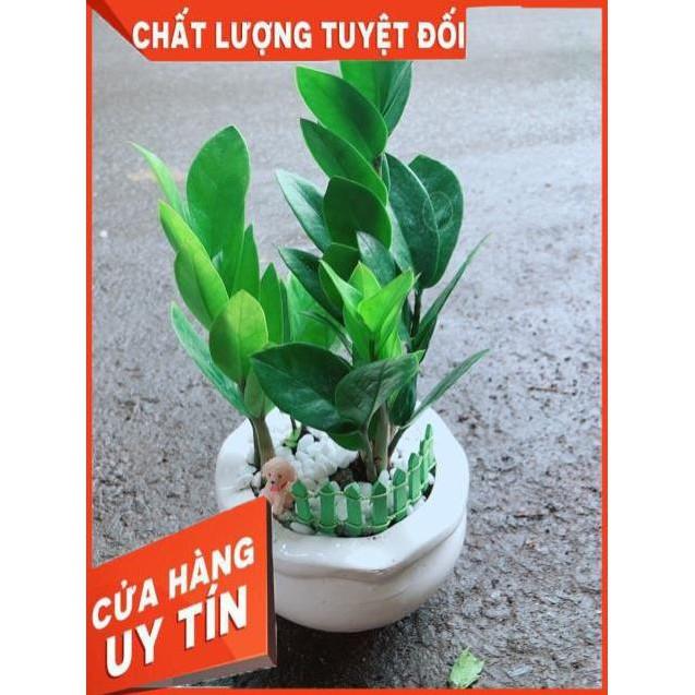Chậu Kim Tiền Thái