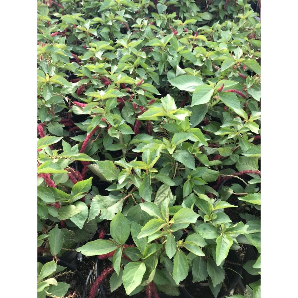 Cây Râu Lân - cây cảnh đẹp + tặng phân bón cho cây