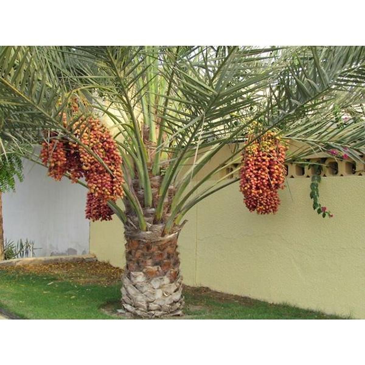 Cây giống Chà Là Khasab