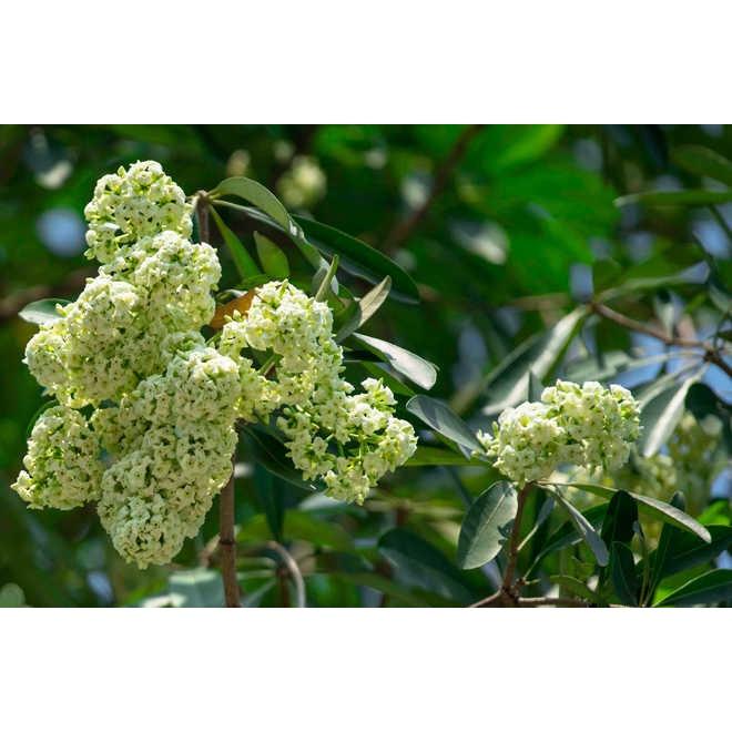 CÂY GIỐNG HOA SỮA.