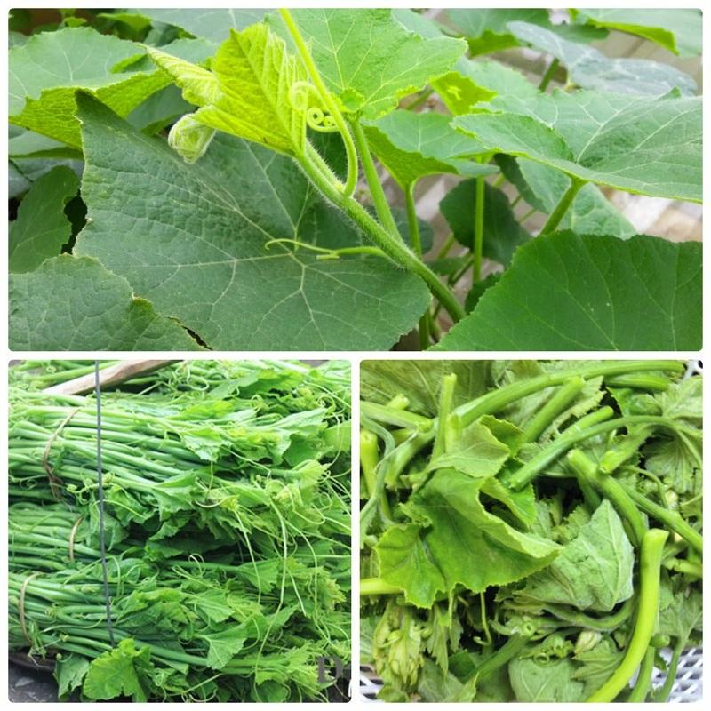 Hạt giống bí ăn ngọn,siêu ngọn-gói 5 gram-tặng kèm gói phân bón lót