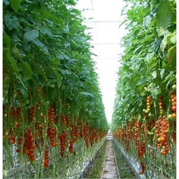 Hạt giống cà chua bi dây quả đỏ - 30 hạt/gói