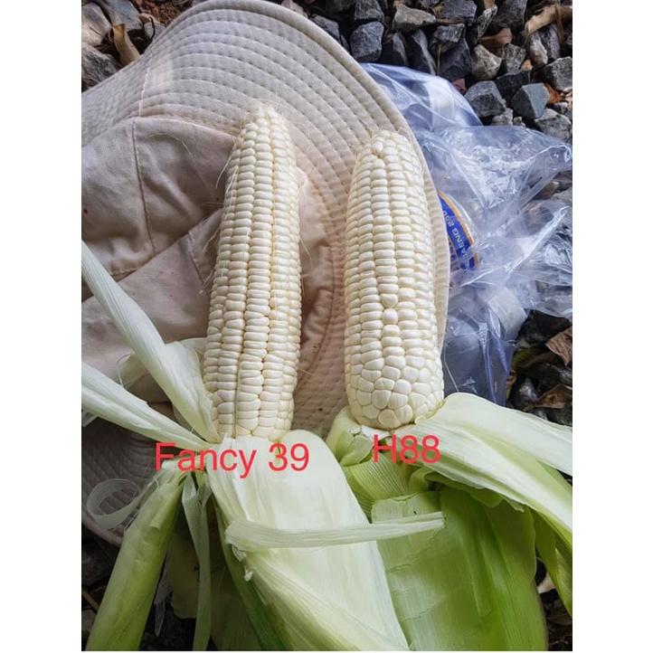 Hạt Giống Ngô Nếp Thái Lan - Fancy 39